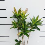 Azalka veľkokvetá (Azalea Mollis) ´HOMEBUSH´ - výška 40-60 cm, kont. C3L